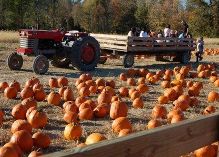 pumpkin_farm