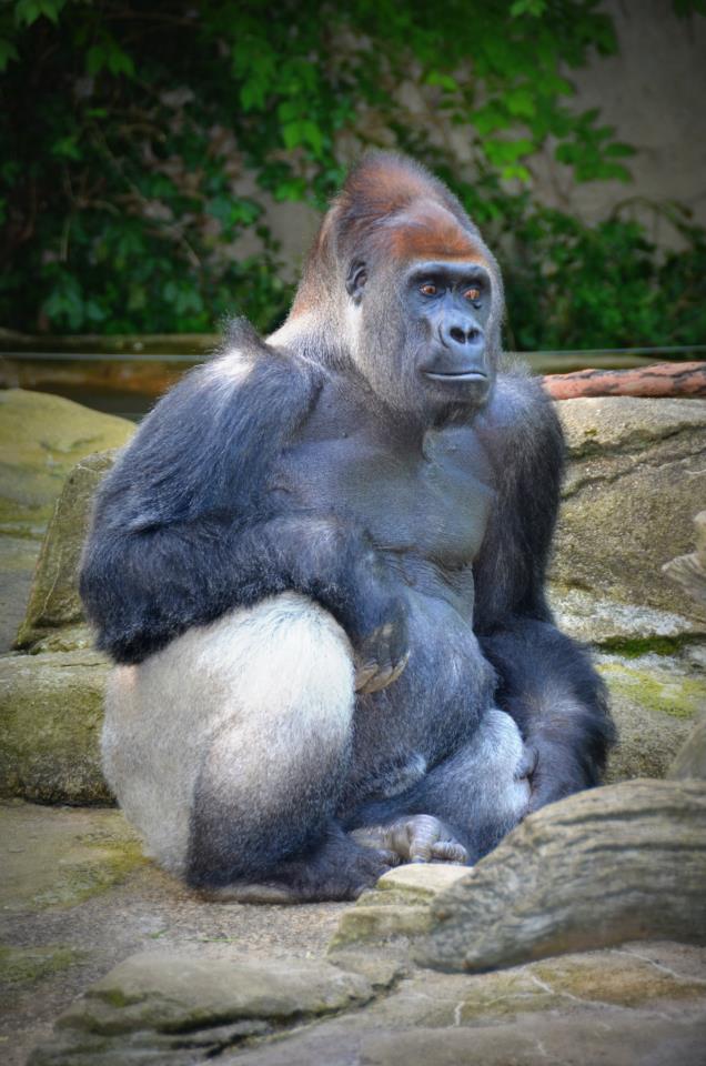 gorilla_zoo