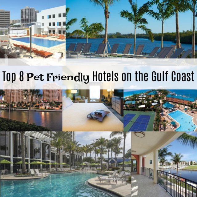 Top 8 Pet Friendly Hotels on the Gulf Coast All In A Days WorkAll In